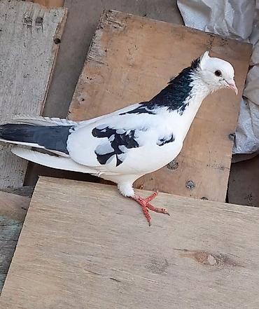 Göyərçinlər: 2 side erkeydi 12 14 tukduler — 6