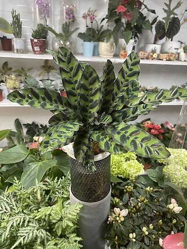 Калатея ланцевидная (Calathea lancifolia, «Rattlesnake») в стильном lalafo.kg да Калатея ланцевидная (Calathea lancifolia, «Rattlesnake») в стильном