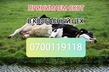 купить эспарцет оптом: Куплю | Коровы, быки, Лошади, кони | Любое состояние, Забитый, На забой, на мясо