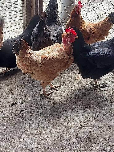 cins qazlar: Toyuq, Yumurtalıq, Ödənişli çatdırılma, Ünvandan götürmə — 1