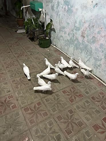 quş bazarı: Hamsi az quyrg tutulma heyvanlardi — 3