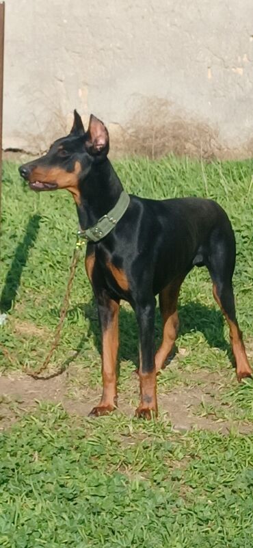 İtlər: Doberman, 7 ay, Erkek, Peyvəndli, Ödənişli çatdırılma, Rayonlara çatdırılma