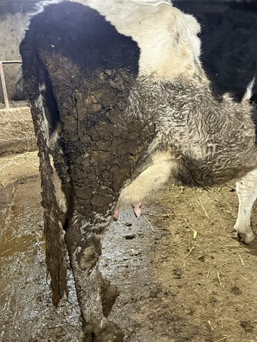 Коровы, быки: Продаю | Корова (самка) | Симментальская | Для молока — 17