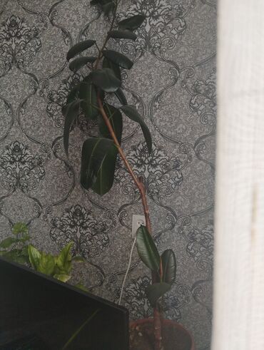 комнатные растения оптом: Гулдорду сатам фикус 1,5 метр