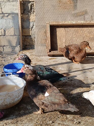 Ördəklər: 2 eded 6 ayliq yaxshi beslenmish ruan ordek(erkek dishi)cutu 125azn 5 -da lalafo.az — 15 Ördəklər: 2 eded 6 ayliq yaxshi beslenmish ruan ordek(erkek dishi)cutu 125azn 5 — 15