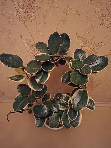 Сингониумы: Коллекция комнатных растений — подборка декоративно-лиственных — 16