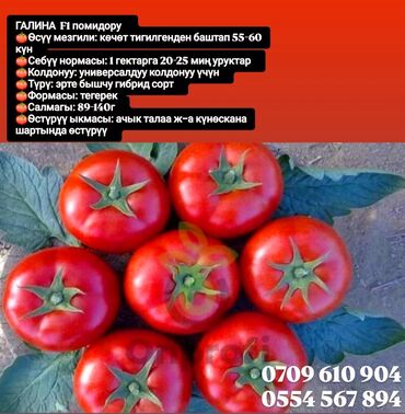 Овощи: Семена овощей: Помидоры, Огурцы, Лук, Самовывоз, Бесплатная доставка, Платная доставка — 3