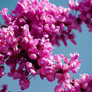 tikanlı bitkilər: Cercis gülü sifariş üçün əlaqə saxlaya bilərsiniz vhatsap aktivdir — 2
