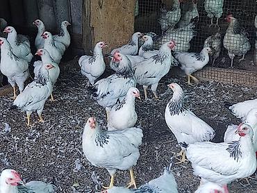 вязка коты: Продаю | Куры | Для разведения — 7