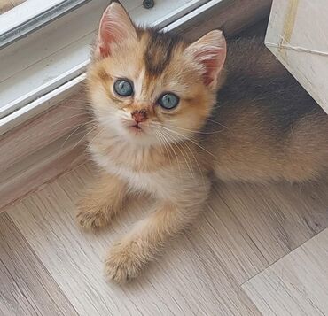 ağ pişiy: Şinşilla, Erkək, Dişi