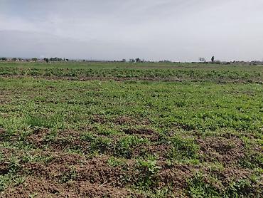 Куплю земельный участок: 10 соток — 2