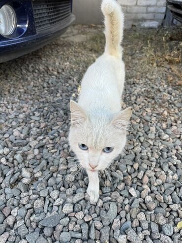 куда можно отдать кошку в бишкеке: Глухая белая кошка🥺 заберите пожалуйста, она уличная но вообще не