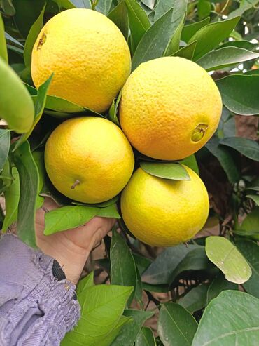 Meyvə və giləmeyvə: Məhsul: Bağdan təzə sitrus meyvələri – limon və portağal/mandarin — 2