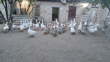 etibarlı ellere verilir: Qazlar — 3