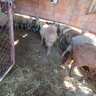 qoyun qiymetleri: Salam aleyküm ünvan binə atclk qiymet 215 manatdan 260 manata kimi — 3