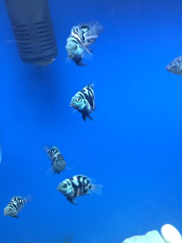 akvarium dekorlari: Mirni balıqlarla qalır. Yetişkin balıqlardı. 15 20 olar sayı. Biri 3