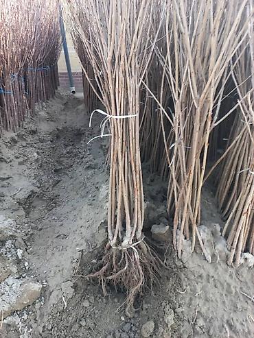 Роза: Продаю Розы ОПТОМ!!! На продажу есть розы в большом количестве разных — 13