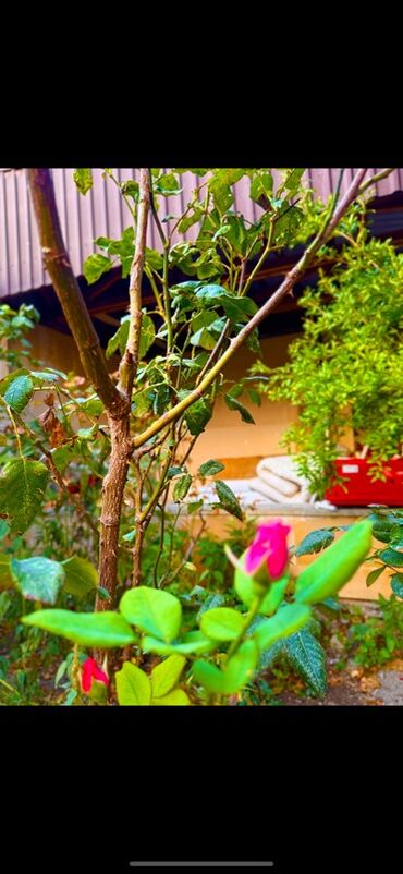 Günlük kirayə evlər: 300 kv. m, 8 otaq, Qaz — 22