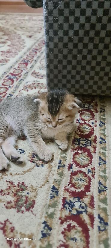 вислоухий баран кролик купить: Котята шотландские вислоухие (Scottish Fold) - Окрас: золотисто‑табби — 6