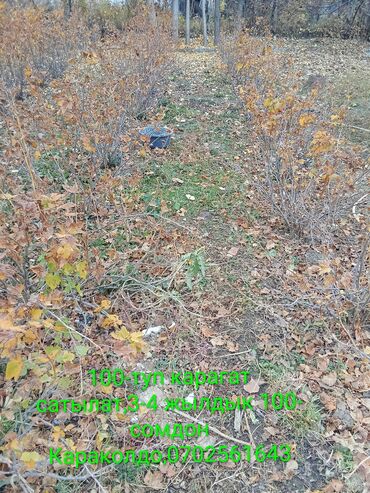 казахстан шоколад цена бишкек: Карагат Дүңүнөн