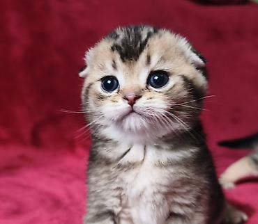 Продажа кошек: Скотиш Фолд (Шотландская вислоухая), 2 месяца, Девочка at lalafo.kg — 2 Продажа кошек: Скотиш Фолд (Шотландская вислоухая), 2 месяца, Девочка — 2