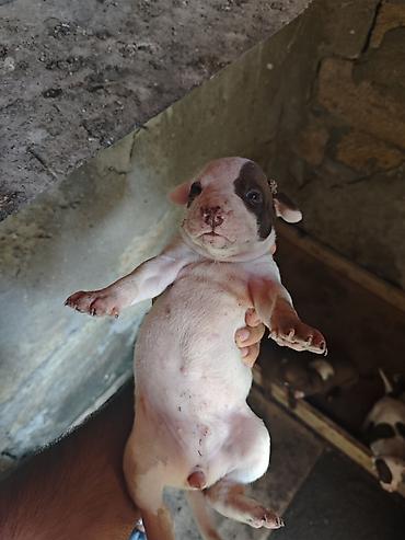 İtlər: Pitbul, 1 ay, Dişi, Ödənişli çatdırılma -da lalafo.az — 13 İtlər: Pitbul, 1 ay, Dişi, Ödənişli çatdırılma — 13