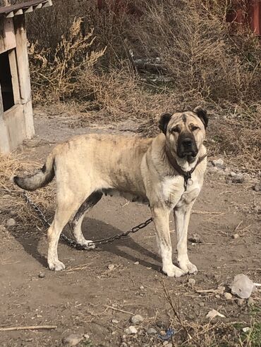 сколько стоит собака породы корги: Алабай, 5 лет, Самка, С прививкой