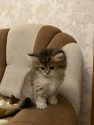 Pişiklər: Şinşilla, Dişi — 4