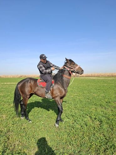 сколько стоит собака породы доберман: Продаю | Конь (самец) | Конный спорт