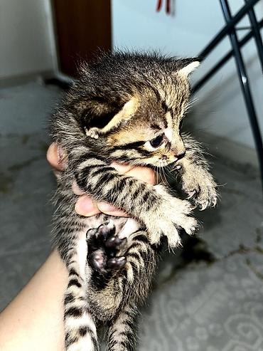 Продажа кошек: Продаю котят. котятам ровно месяц, ещё грудные at lalafo.kg — 2 Продажа кошек: Продаю котят. котятам ровно месяц, ещё грудные — 2