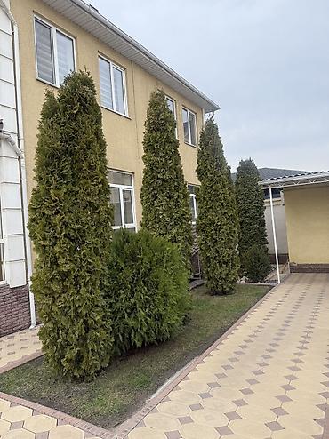 Ель: Продаю Ели голубые от 2-4 метров, колоновидные туи 4 метровые: густые — 32