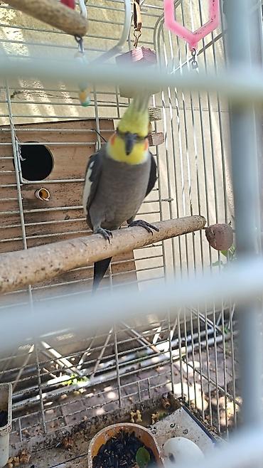 Quşlar: Nimfa (Cockatiel) papağanı – boz rəngli bədən, sarı ibik və yanaqlarda — 1