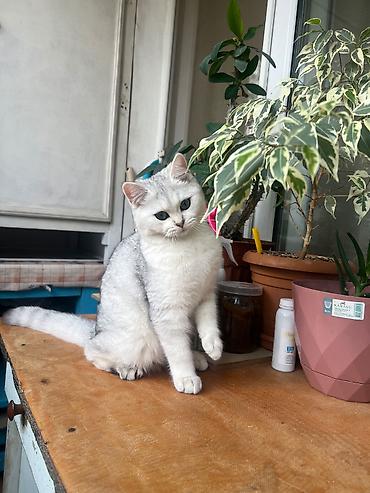 Кошки: Шиншилла, Самка, В добрые руки — 1