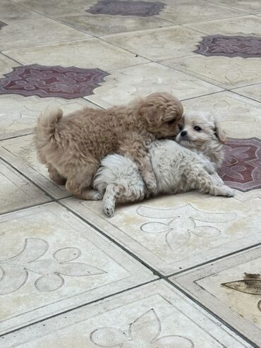 İtlər: Pekines, 2 ay, Peyvəndli — 9