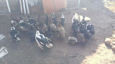 Мясо: 3 кг — 15