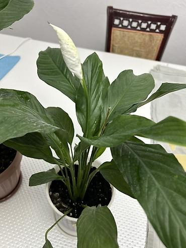 Антуриумы: Комнатные растения в кашпо: 1) Антуриум (Anthurium andreanum) - — 11