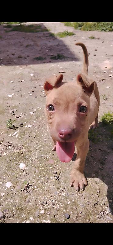 İtlər: Pitbul, 2 ay, Erkek, Ünvandan götürmə — 1