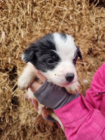 Продажа собак: Малыши ищут дом, и заботливых хозяев кушают сами, кушают все — 6