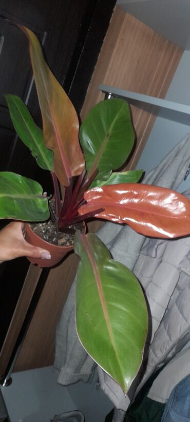диффенбахия растения: Филодендрон оранж принц подросток