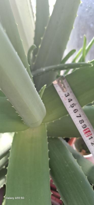 Алоэ: Алое вера 8 летнее сейчас уже отцвел. и срезал ствол at lalafo.kg — 6 Алоэ: Алое вера 8 летнее сейчас уже отцвел. и срезал ствол — 6