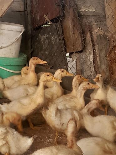 Kənd təsərrüfatı quşları: 31 günlüy kuban ördeyleri satılır hamısını alan olsa 4 .az sayda — 1