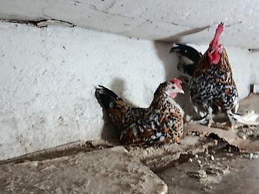 Salam yaponka ailəsi satılır3 xoruz 1 fərə yumurtlayır ayağları