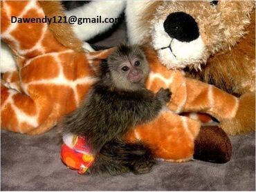 ljubimci: Naše bebe marmozet majmuna imaju samo 2 godine i sada su stare