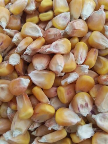 рушенная кукуруза: Продаю кукурузу жугору мешоктоп жуктоп берем просьба только звонить