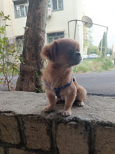 kangal itləri: Pekines, 1 il, Erkək, Ünvandan götürmə — 2