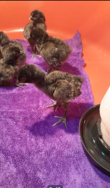 Xoruzlar: Xoruz, il: 1 -da lalafo.az — 2 Xoruzlar: Xoruz, il: 1 — 2