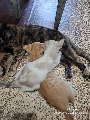 Мышыктар: Котята от домашней кошки - Помёт из двух котят: один кремово-бежевый — 2
