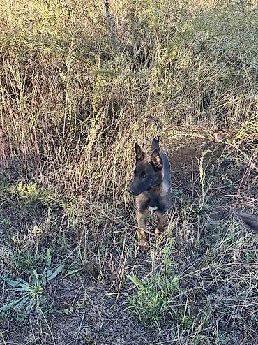 купить собаку лайку: Щенки бельгийской овчарки малиной (Malinois) - Тип: рабочая и — 2