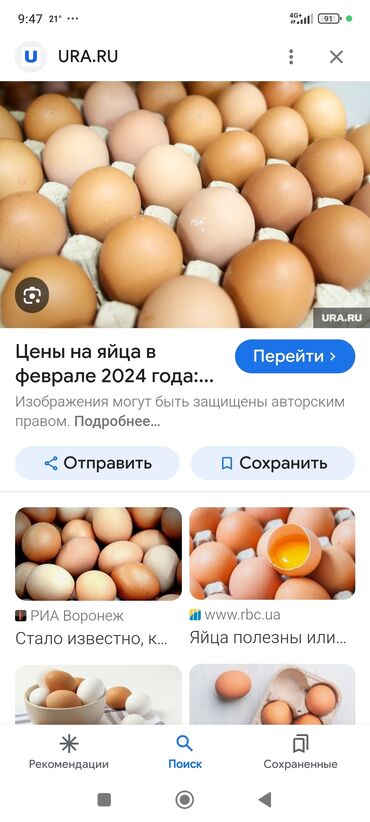 куплю яйцо инкубационное: Куплю яйца карликовых сибрайтов бентамок ! или простых карликов
