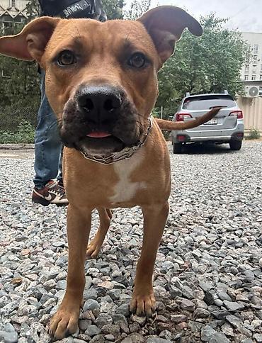 Другие услуги: 🐾 Лапки под присмотром — забота, как для своих.🐾 Я няня для ваших — 16